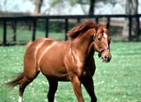 secretariat_paddock01