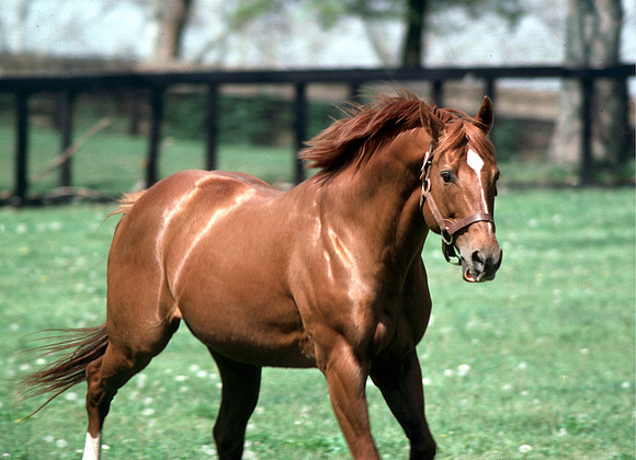 secretariat_paddock01