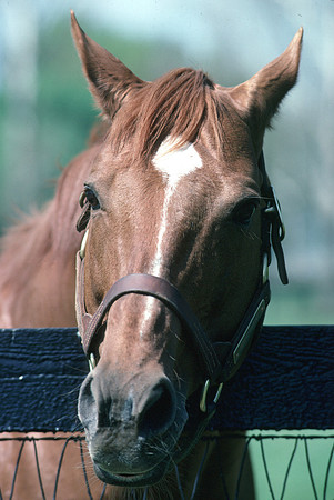secretariat_port01