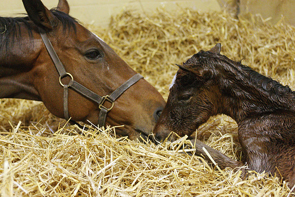 mare_foal_birth02