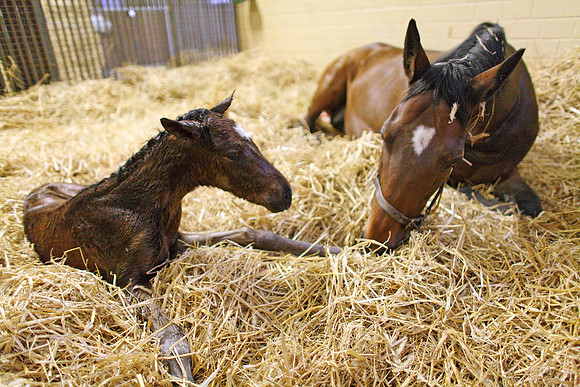 mare_foal_birth04