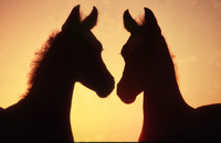 foals_silhouette001