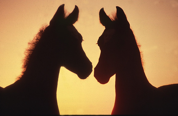 foals_silhouette001