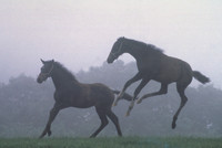 Foals001