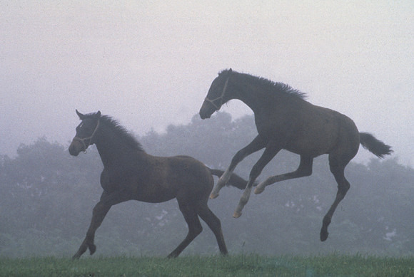 Foals001
