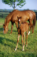 mare and foal
