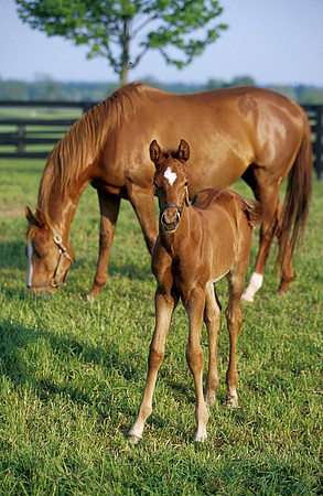 mare and foal