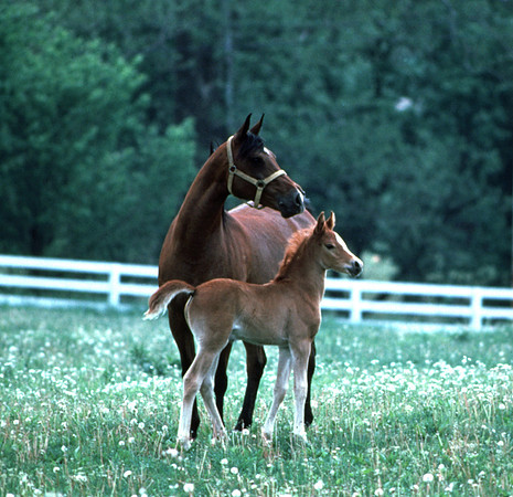 mareandfoal