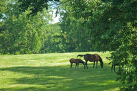 mareandfoal371