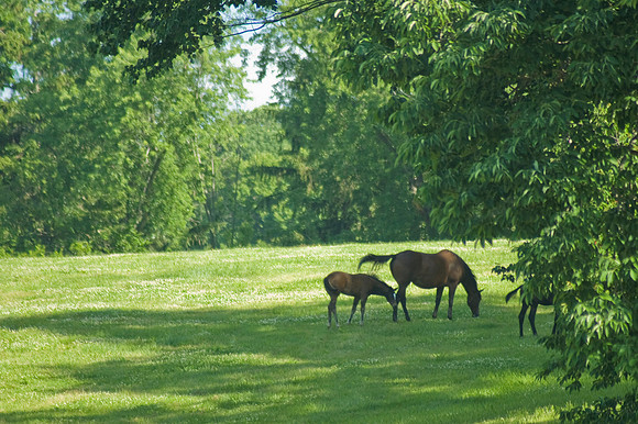 mareandfoal371