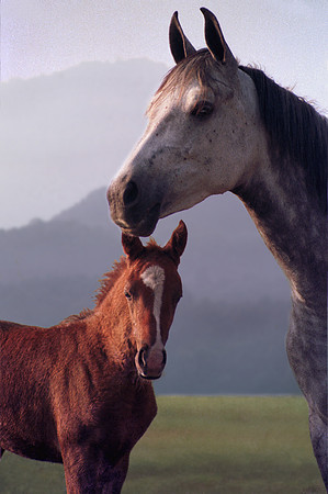 mareandfoal126