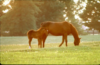 mareandfoal130