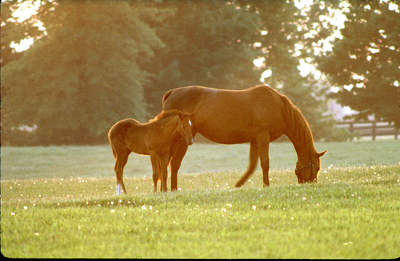 mareandfoal130