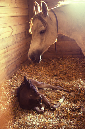 mareandfoal_birth01