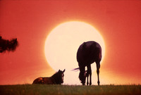 mareandfoal_sunset01