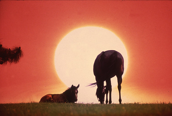 mareandfoal_sunset01