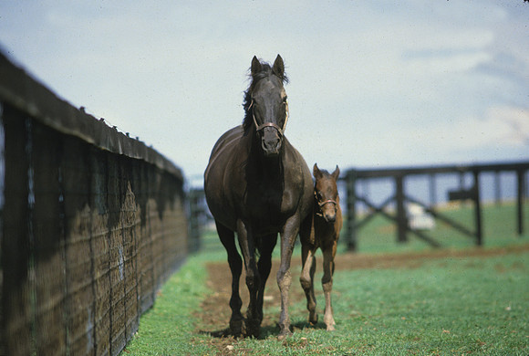 mareandfoal375_
