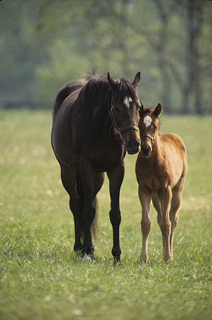 mareandfoal376