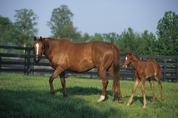 mareandfoal415