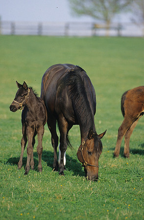 mareandfoal412