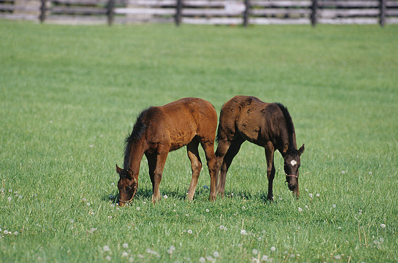 mareandfoal410