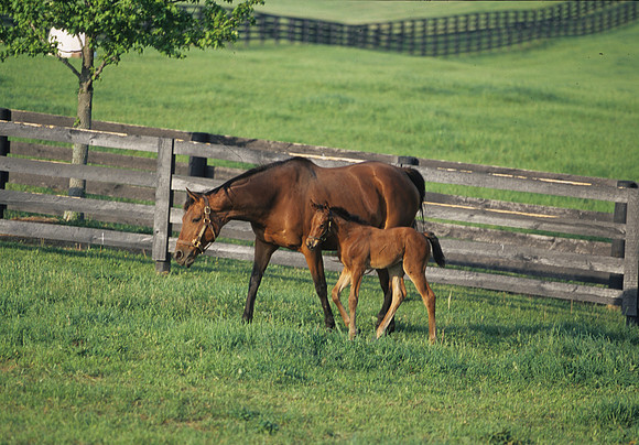 mareandfoal416