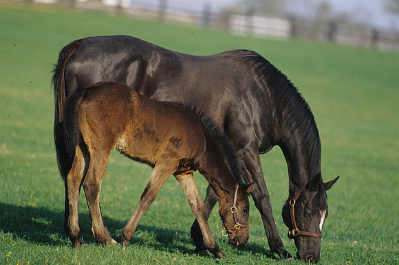 mareandfoal418