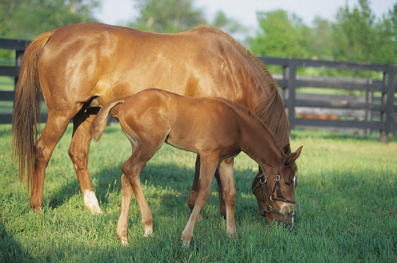 mareandfoal419