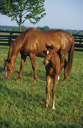 mareandfoal440