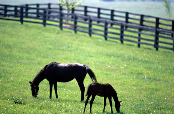 mareandfoal428