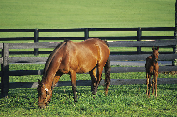 mareandfoal443