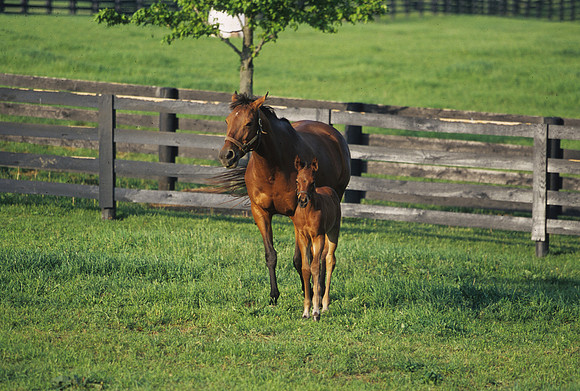 mareandfoal444