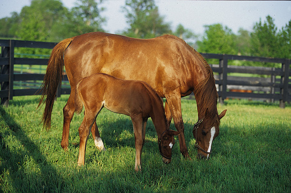 mareandfoal445