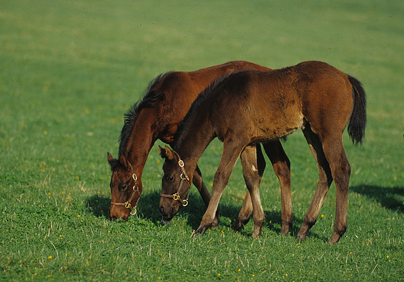 mareandfoal446