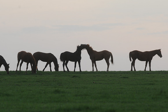mareandfoal495