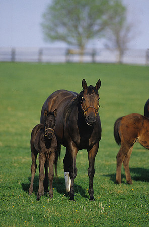 mareandfoal447