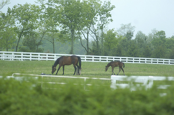 mareandfoal572_hr