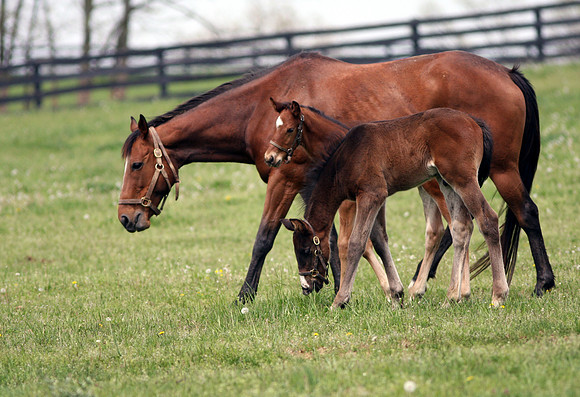 mareandfoal556_ev