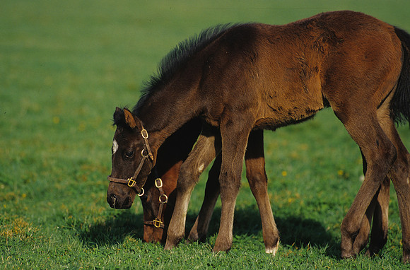 mareandfoal469