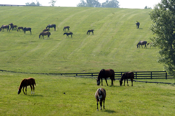 mareandfoal578_hr