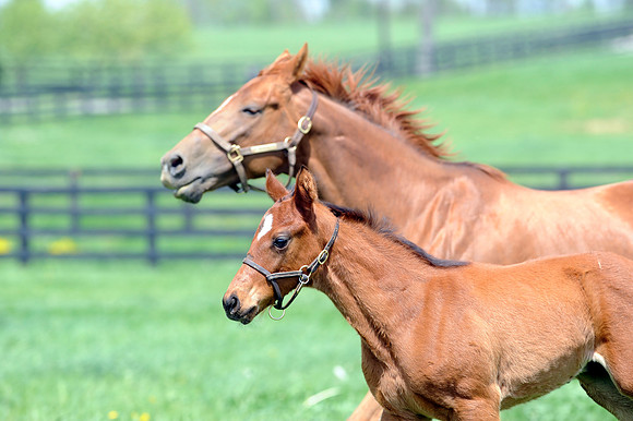 mareandfoal735