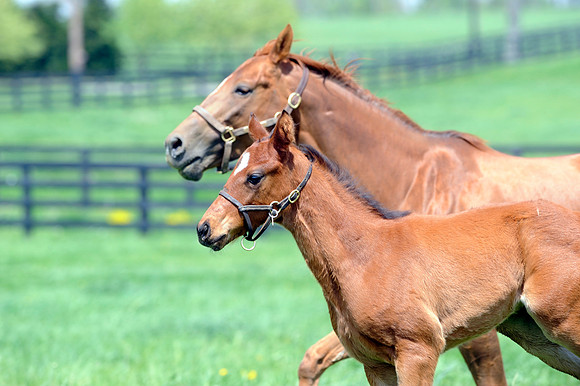 mareandfoal736
