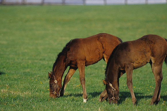 mareandfoal470