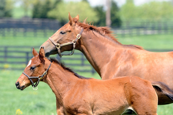 mareandfoal738