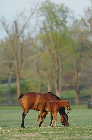 mareandfoal949