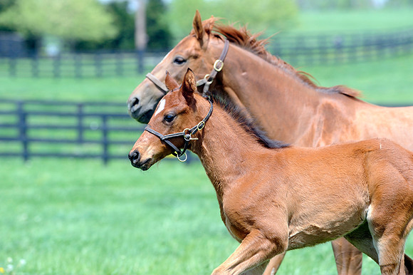 mareandfoal737