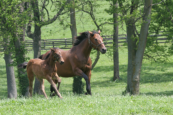 mareandfoal916