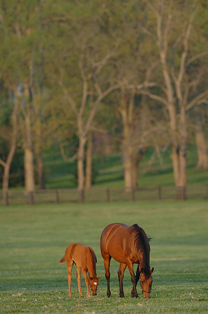 mareandfoal950