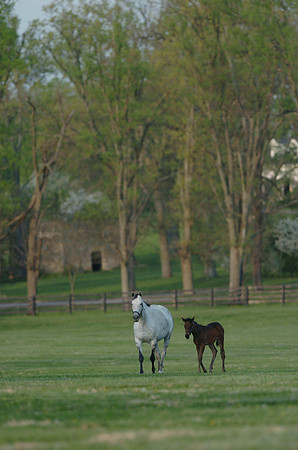 mareandfoal959