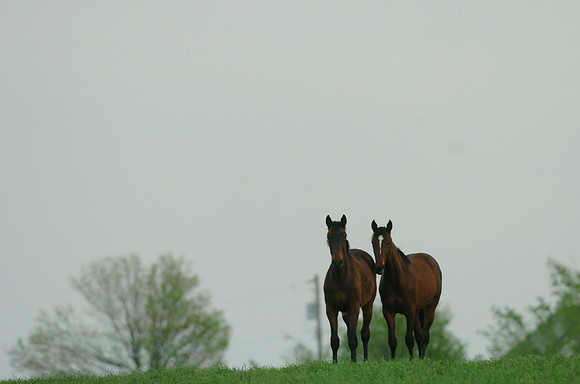 mareandfoal963